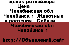 щенок ротвейлера › Цена ­ 15 000 - Челябинская обл., Челябинск г. Животные и растения » Собаки   . Челябинская обл.,Челябинск г.